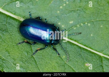 Blattkäfer, Oreina spec., Blattkäfer, Chrysomelidae, Blattkäfer Stockfoto