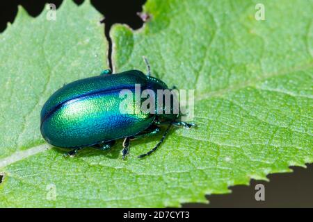 Blattkäfer, Oreina spec., Blattkäfer, Chrysomelidae, Blattkäfer Stockfoto