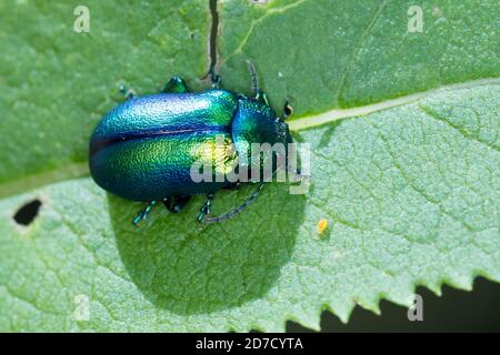 Blattkäfer, Oreina spec., Blattkäfer, Chrysomelidae, Blattkäfer Stockfoto