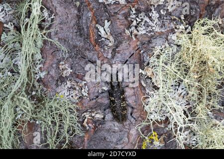 Schusterbock, Einfarbiger Fichtenbock, Einfarbiger Langhornbock, Monochamus sutor, kleiner weißer marmorierter Langhornkäfer, kleiner weiß-marmorierter langer Käfer Stockfoto