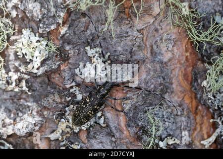 Schusterbock, Einfarbiger Fichtenbock, Einfarbiger Langhornbock, Monochamus sutor, kleiner weißer marmorierter Langhornkäfer, kleiner weiß-marmorierter langer Käfer Stockfoto