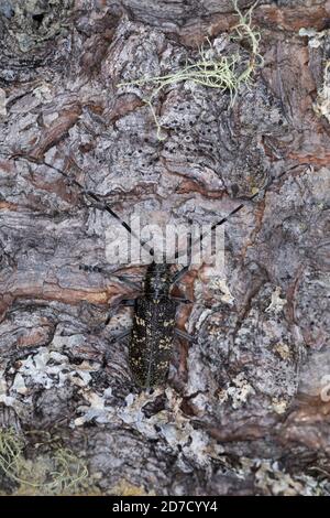 Schusterbock, Einfarbiger Fichtenbock, Einfarbiger Langhornbock, Monochamus sutor, kleiner weißer marmorierter Langhornkäfer, kleiner weiß-marmorierter langer Käfer Stockfoto