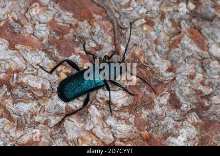 Blauvioletter Scheibenbock, Veilchenbock, Blauer Scheibenbock, Violetter Scheibenbock, Blauer Scheibenbockkäfer, Bockkäfer, Callidium violaceum, Viole Stockfoto