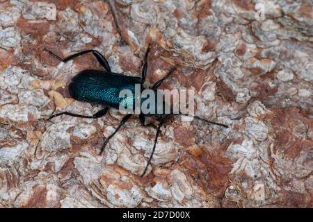 Blauvioletter Scheibenbock, Veilchenbock, Blauer Scheibenbock, Violetter Scheibenbock, Blauer Scheibenbockkäfer, Bockkäfer, Callidium violaceum, Viole Stockfoto