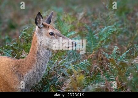 Red Deer Hind, Bushy Park, London Stockfoto