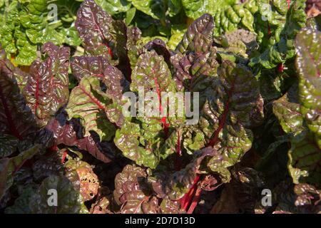 Leuchtend rote Stiele von Home Grown Organic Chard 'Rhubarb' (Beta vulgaris) wächst auf einer Zuteilung in einem Gemüsegarten in Rural Devon, England, Großbritannien Stockfoto