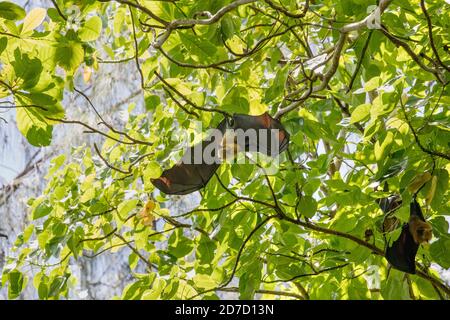 Seychellen Fruchtbat; Pteropus seychellensis; hängend im Baum; Seychellen Stockfoto