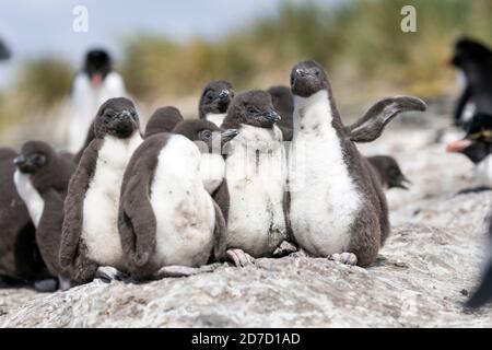 Südliche Rockhopper Pinguin; Eudytes chrysocome; Küken in einer Creche; Falklands Stockfoto