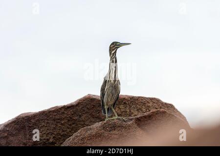 Gestreifte Reiher; Butorides striata; Seychellen Stockfoto