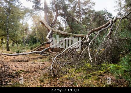 Umgestürzten Bäumen in der Wahner Heide In Troisdorf bei Köln Stockfoto