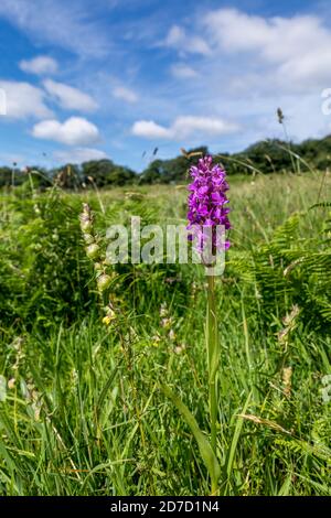 Südlichen Knabenkraut; Dactylorhiza Praetermissa; Cornwall; UK Stockfoto