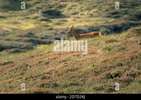 Rote junge Hirsche, die auf grasbewachsenem Berggelände wandern Stockfoto