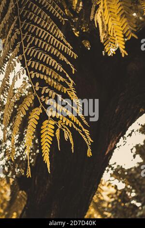 Gold Herbst mit Sonnenlicht und Sonnenstrahlen / schöne Bäume in Der Wald Stockfoto