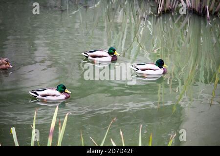 Die Enten schweben im Fluss und suchen nach Nahrung. Die Mallard Enten oder Anas platyrhynchos schwimmen am Teich. Stockfoto