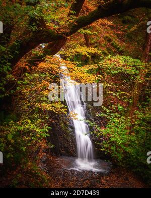 Tom Gill Wasserfall in der Nähe von Tarn Hows in Lake District, Cumbria, UK.Idylle Herbst Landschaft Szene.Kaskade im Wald.Natur Hintergrund. Stockfoto