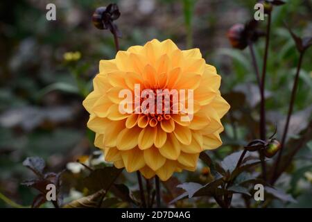 Dahlia David Howard dekorative Dahlien mit vollständig doppelter oranger Bronze Blumen Stockfoto