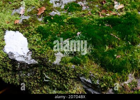 Moos und Flechten verdeckten Felsbrocken auf einem Waldboden Ty Canol Woods pembrokeshire Wales Cymru Großbritannien Stockfoto