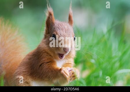 Ein Eichhörnchen ist erstaunt und fröhlich Stockfoto