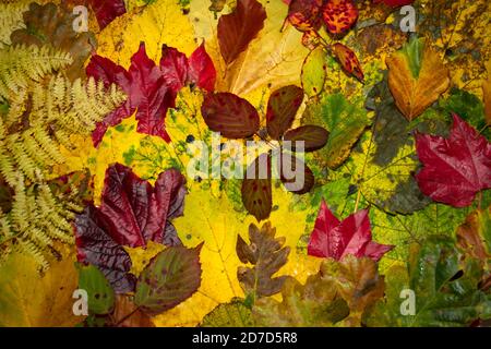 Die Farben des Herbstes in den Laubblättern. Laubbäume werfen ihre Blätter, wie der Winter nähert und in dem Prozess als Seneszenz bekannt Stockfoto