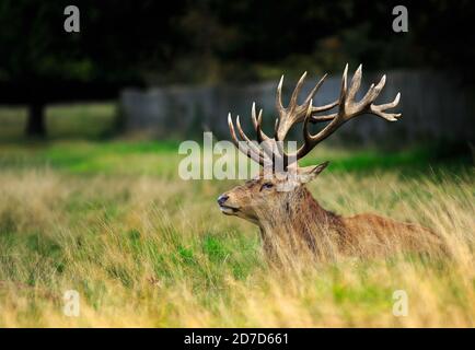 Schöne rote Hirsch mit herrlichen Antlers Ruhe in der langen Üppiges Gras vor einem schattigen Hintergrund Stockfoto