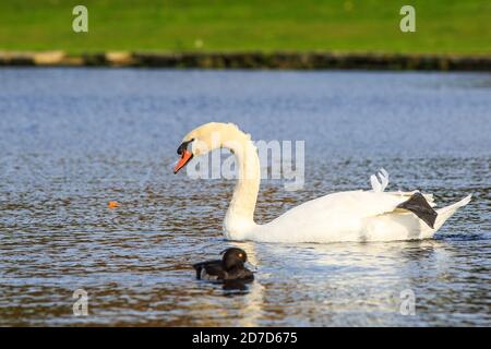 Männlicher Mute Swan, der entlang eines Sees gleitet, mit einer ausgefeichten Ente im Vordergrund. Er ruht einen seiner Webfüße auf dem Rücken Stockfoto