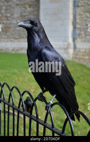 Raven im Tower of London Stockfoto