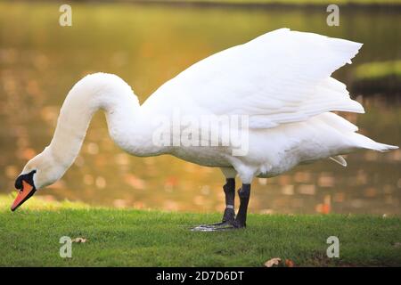 Stummer weißer Schwan (Cygnus olor) Mit ausgestrecktem Hals beim Wdding auf saftig grünem Gras mit Im Hintergrund ein im Herbst farbiger, sonnenbeschienenen Fluss Stockfoto