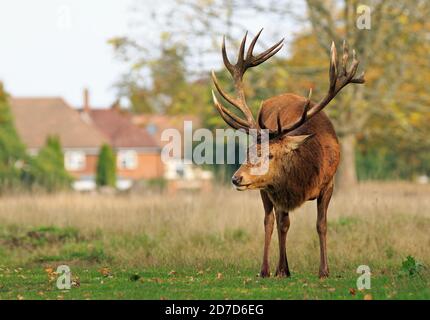 Schöne Male Red Deer Stag mit beeindruckenden Hörnern stehen in Wald, mit aus Fokus redicentay Häuser im Hintergrund - Bushy Park, Middx Stockfoto