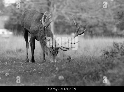 Großer erwachsener Rothirsch-Hirsch mit großen Hörnern auf der Weide Üppiges Gras mit einem natürlichen Waldhintergrund Stockfoto