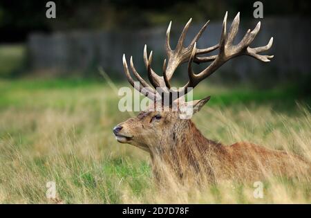 Schöner Roter Hirsch, der im langen Gras ruht, mit prächtigen Antlern Stockfoto