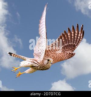 Chennai, Indien, 22. Oktober 2020: Comman Kestrel Weibchen in den Auskeulen von Tamil Nadu erschossen : Seshadri SUKUMAR Stockfoto