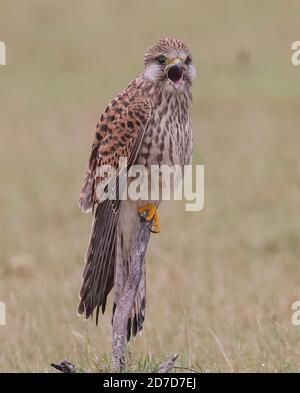 Chennai, Indien, 22. Oktober 2020: Comman Kestrel Weibchen in den Auskeulen von Tamil Nadu erschossen : Seshadri SUKUMAR Stockfoto