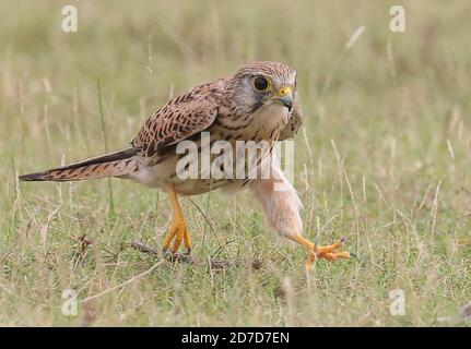 Chennai, Indien, 22. Oktober 2020: Comman Kestrel Weibchen in den Auskeulen von Tamil Nadu erschossen : Seshadri SUKUMAR Stockfoto