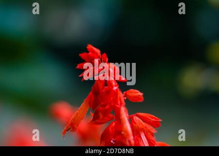 Rote Blumen im Garten. Schöne rote Lobelia cardinalis im Garten, Lobelia Blüten ( L. Cardinalis ) in Blüte Stockfoto