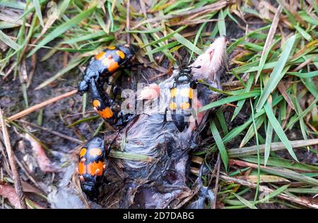 Gewöhnlicher Kügelkäfer (Nicrophorus vespilloides), der seine Eier auf eine tote Spitzmaus legt. Stockfoto