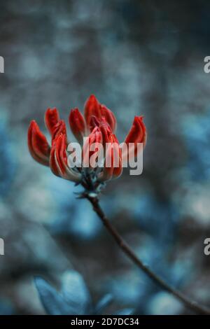 Feuerblume 1 Stockfoto