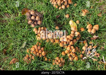 Draufsicht auf glitzernde Tintenfass-Pilze im Gras, auch Coprinellus micaceus oder Glimmertintling genannt Stockfoto