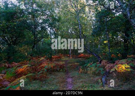 Schmaler Weg führt in die Tiefen des Sherwood Forest An einem Herbstmorgen Stockfoto