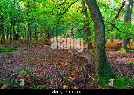 In einer Waldlichtung lagen an einem Herbstmorgen gefallene Zweige aus alten Eichen. Stockfoto
