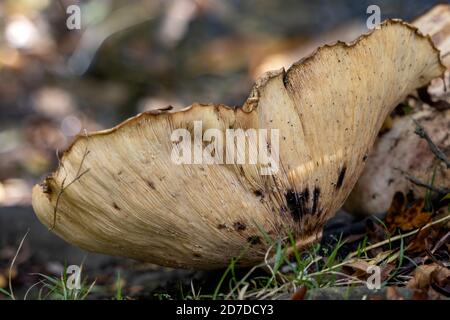 Regalpilz, auch Bracketpilz (basidiomycete) genannt, der auf einem gefallenen Baum wächst Stockfoto