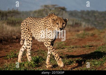 Nahaufnahme eines Geparden Acinonyx jubatus, der langsam und prowling Heimlich auf die Kamera auf einem privaten Wildreservat in Südafrika Stockfoto