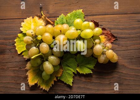 Eine Gruppe frischer grüner Trauben liegt auf Blättern, die auf einer Holzplatte angeordnet sind. Die herbstlichen Farben der Blätter stehen im Kontrast zur leuchtenden Traube. Stockfoto