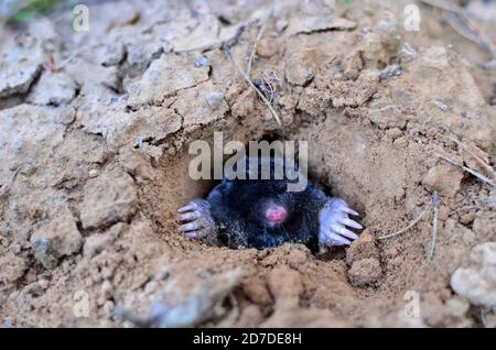 Maulwurf kriecht aus Maulwurfshügel über dem Boden, zeigt starke Vorderfüße verwendet für Graben läuft unter der Erde. Mole Trapping - Jungen Schädlingsbekämpfung. Untergro Stockfoto