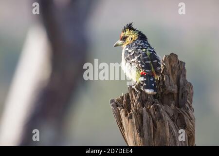 Bunte Crested Barbet (Trachyphonus vaillantii) thront auf einem Baum in Hwange, Simbabwe mit Bokeh Stockfoto