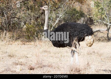 Strauß (Struthio camelus) Männchen aus der Nähe, die alleine durch das Buschveld in Südafrika wandern Stockfoto