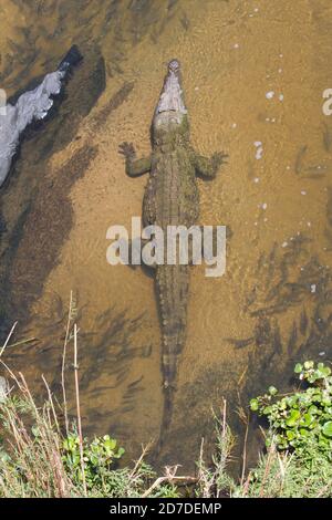 Luftaufnahme eines Krokodils (Crocodylus niloticus) In Wasser umgeben von Fischen und Blasen Stockfoto