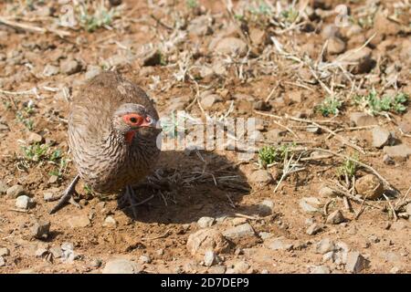 Swainsons-Waldvögel (Pternistis swainsonii) Nahaufnahme auf dem Boden in Kruger, Südafrika Stockfoto