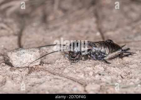 Nahaufnahme einer Kricket auf einem Feldweg im Bayerischen Wald, Deutschland Europa Stockfoto