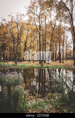 Herbstlandschaft mit ruhigem See und gelben Bäumen im Park Während des oktobervormittags Stockfoto