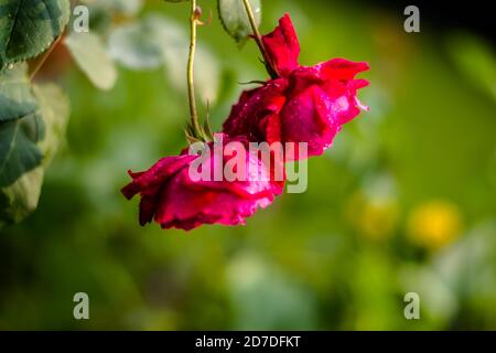 Rose rosa, rosa Blumen im Sommergarten, Rose Blumen im Garten. Stockfoto